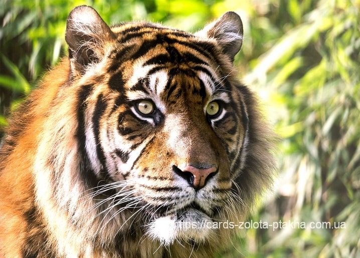 Nahaufnahme eines Tigergesichts mit gestreiftem Fell und bernsteinfarbenen Augen