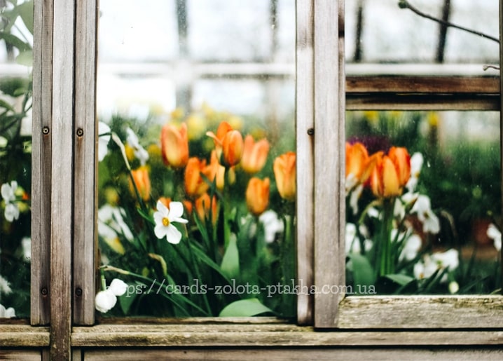 Orange Tulpen und weiße Narzissen hinter einem alten Gewächshausfenster.