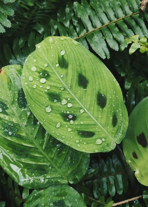 Листівка Ботанічний сад КИЇВ - УКРАЇНА / Видавничий дім "Золота Птаха"