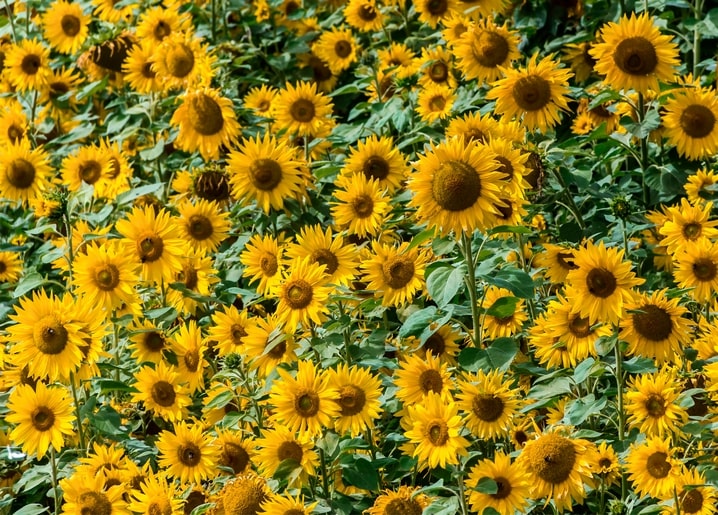 Листівка УКРАЇНА / Видавничий дім "Золота Птаха"