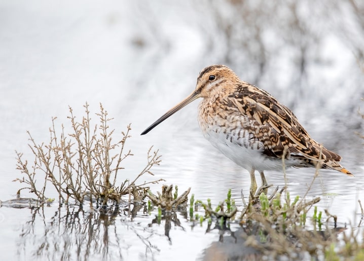 Long-billed wading bird standing in shallow marsh water among bare reeds and new shoots.