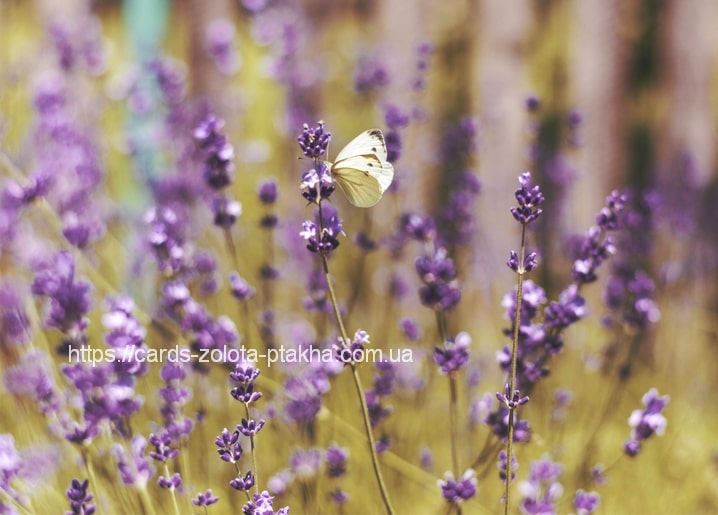 Weißer Schmetterling sitzt auf einer Lavendelblüte im goldenen Licht