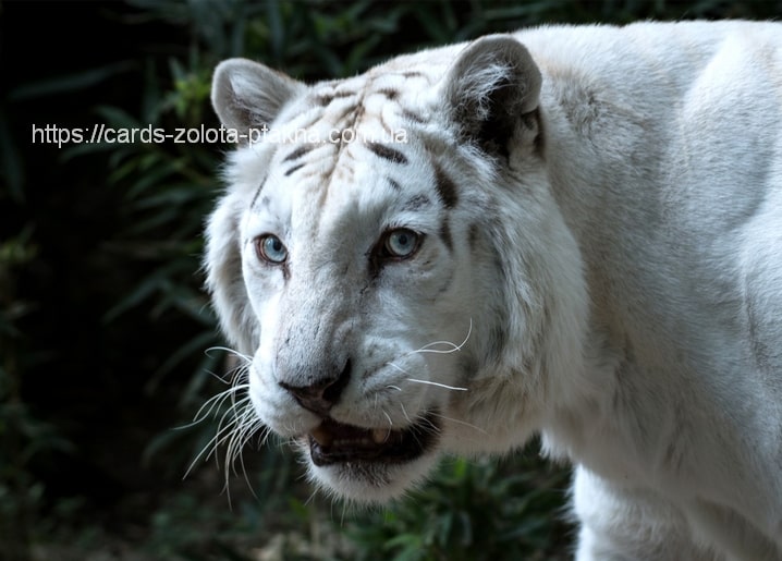 Nahaufnahme eines weißen Tigers mit eisblauen Augen vor dunklem Grün
