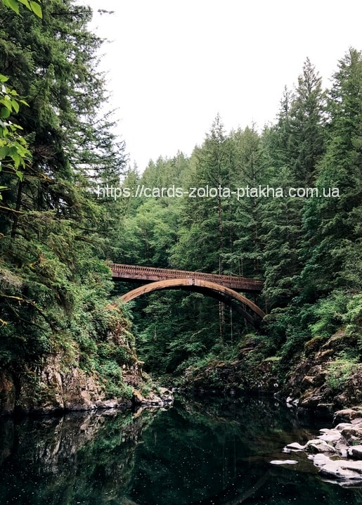 Holzbogenbrücke über einem dunklen Waldtümpel zwischen Kiefern
