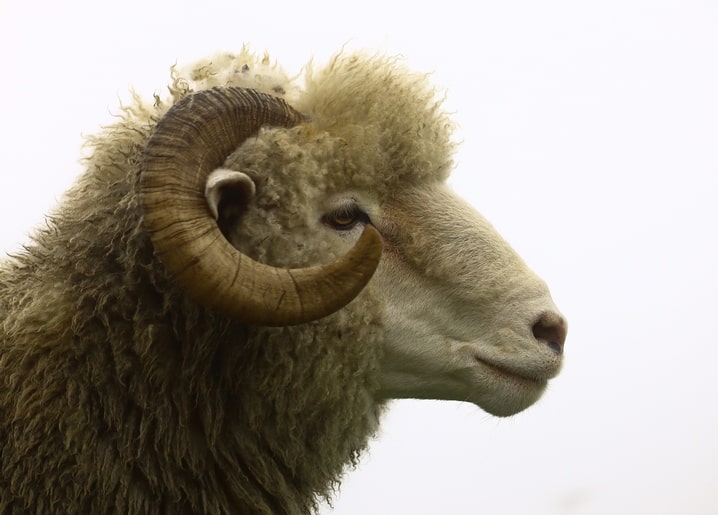 Wolliger Widder im Profil mit gedrehtem Horn vor neblig-weichem Hintergrund