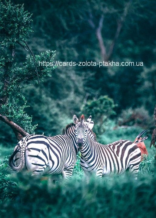 Zwei Zebras stehen eng beieinander, dahinter eine Antilope im grünen Gebüsch
