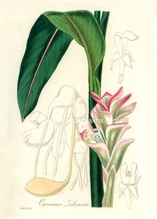 Vintage botanical illustration of zedoary with pink flower spike, green leaf and pale rhizome