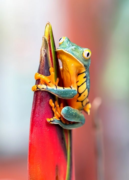 Animals postcards - Zolota Ptakha