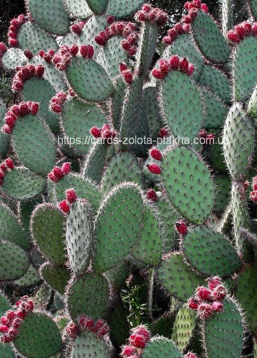 Cacti / Succulents - Zolota Ptakha