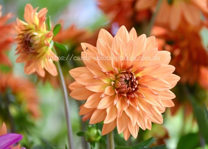 Flowers - Zolota Ptakha