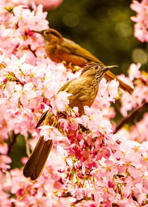 Spring - Zolota Ptakha