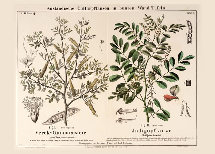 Botanical wall chart of gum arabic acacia and indigo plant with labeled parts