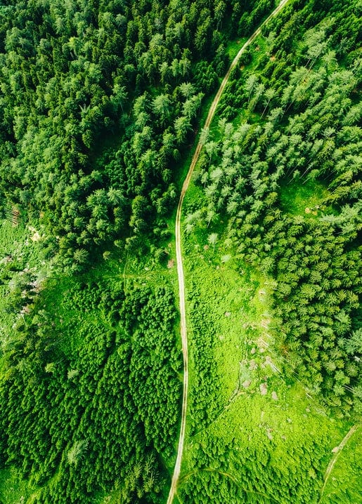 Aerial drone view of a dirt path winding through a dense green pine forest