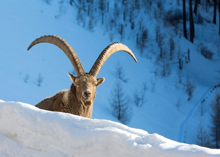 Alpine ibex with long curved horns standing behind a snowbank on a mountain slope