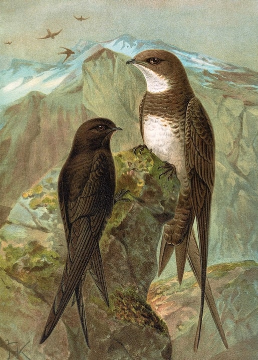 Vintage illustration of an Alpine swift and a common swift on a mountain rock