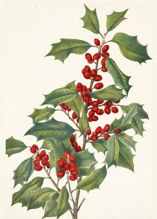 Botanical illustration of American holly branch with red berries and green leaves