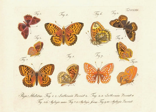 Vintage engraving of ten labeled butterfly specimens on aged paper, postcard style