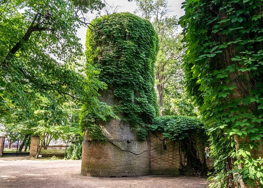 Round brick tower almost fully covered in climbing ivy among trees at Askania-Nova