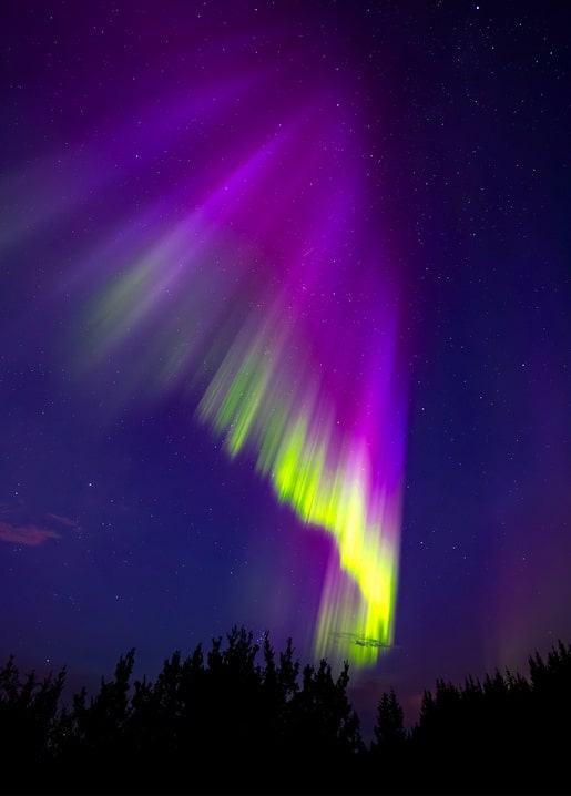 Purple and green aurora borealis glowing over a dark pine forest silhouette under a starry sky
