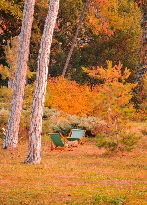 Zwei grüne Liegestühle unter hohen Kiefern vor einem orangefarbenen Herbststrauch im Wald