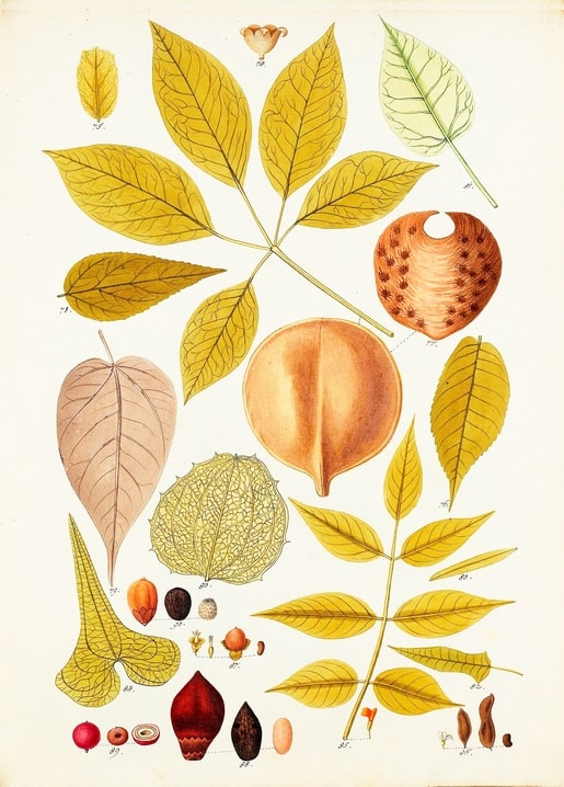 Vintage botanical illustration of autumn leaves, seed pods and nuts in gold and rust tones