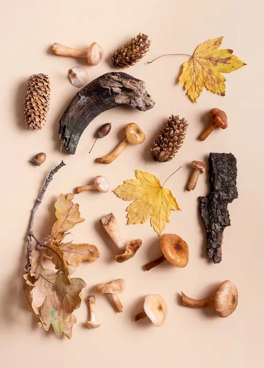 Autumn nature postcard with wild mushrooms, pine cones, oak leaves, maple leaves and tree bark