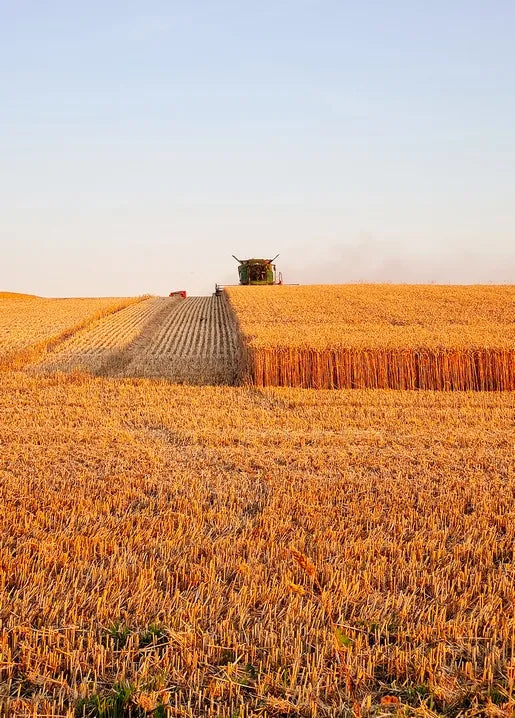 Autumn landscape postcard showing a golden wheat harvest field with a combine harvester