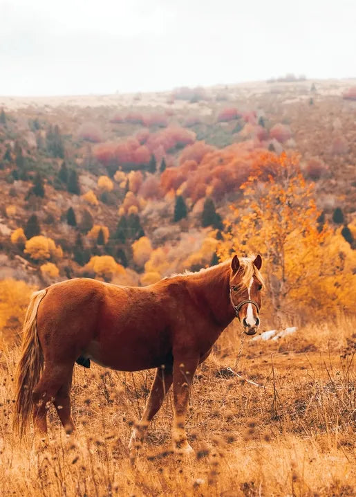 Autumn photo postcard featuring a chestnut horse standing among golden hills and autumn trees