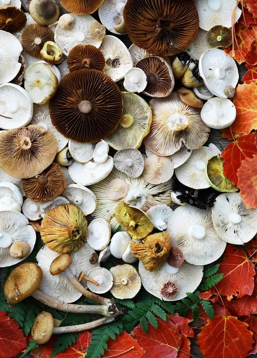 Autumn photo postcard featuring a collection of wild mushrooms, earthy caps and red leaves