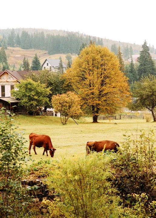 Autumn countryside postcard showing two cows grazing in a meadow beneath a mountain forest