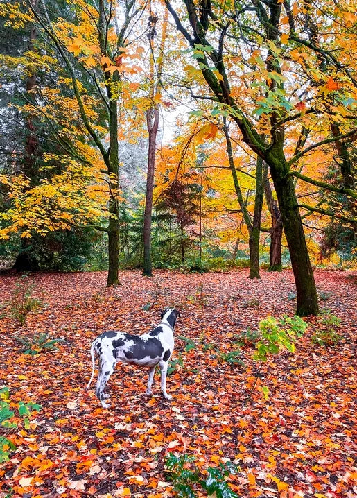 Autumn dog photo postcard featuring a spotted Dalmatian standing among fallen leaves in a forest