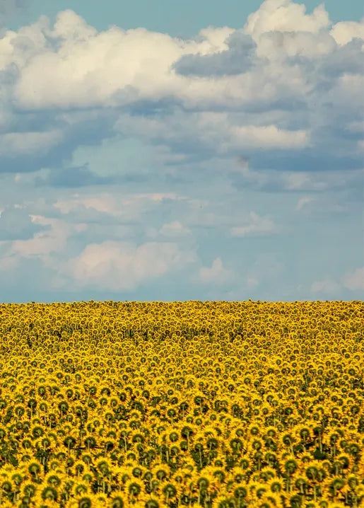 Harvest photo postcard featuring an endless sunflower field stretching beneath a cloudy blue sky