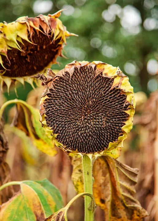 Autumn nature photo postcard featuring dried sunflower heads with visible seed patterns
