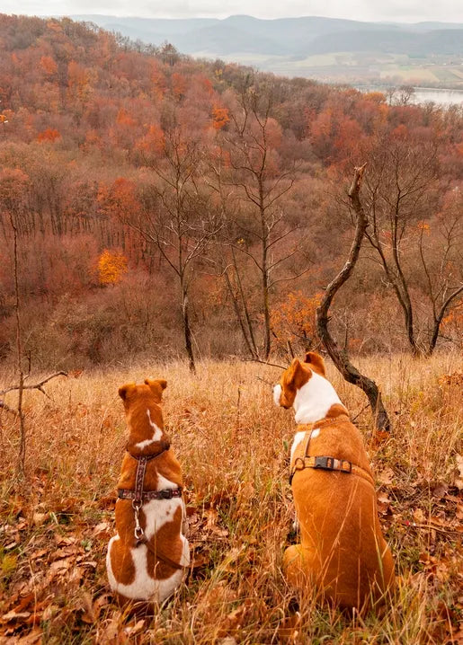 Autumn photo postcard featuring two dogs sitting in tall grass and watching a wooded valley