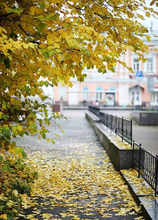 Autumn photo postcard featuring a quiet city walkway covered with golden fallen leaves
