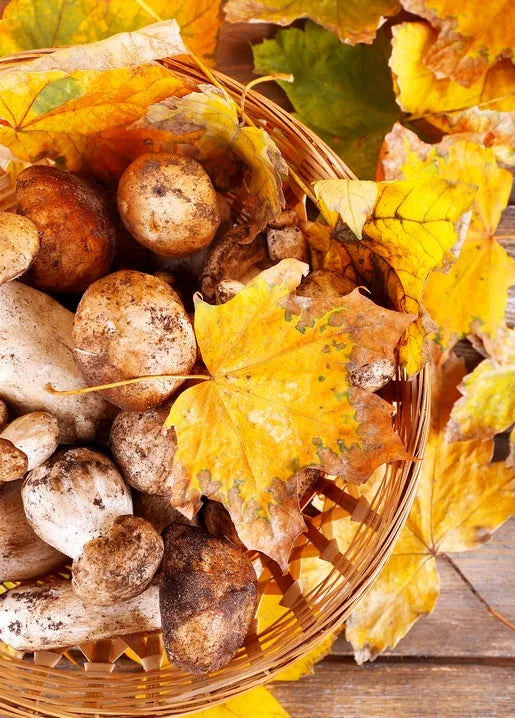 Autumn nature postcard featuring wild mushrooms in a wicker basket surrounded by golden leaves
