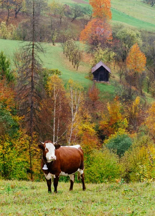 Autumn countryside postcard featuring a brown and white cow in a mountain meadow