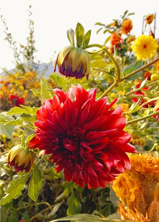 Floral photo postcard featuring a large red dahlia blooming in an autumn garden