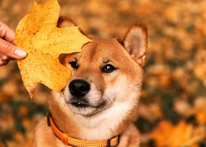 Autumn. The Scent of Cinnamon - Postcard