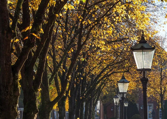 Autumn. The Scent of Cinnamon - Postcard