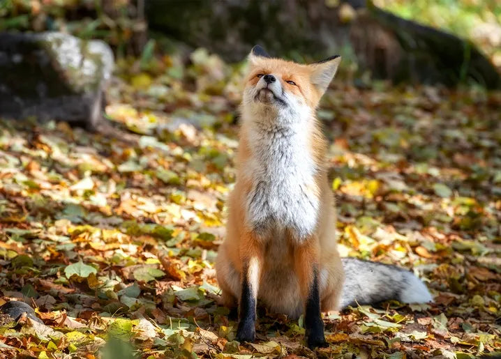 Autumn. The Scent of Cinnamon - Postcard