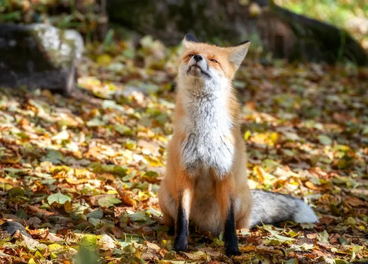 Autumn. The Scent of Cinnamon - Postcard