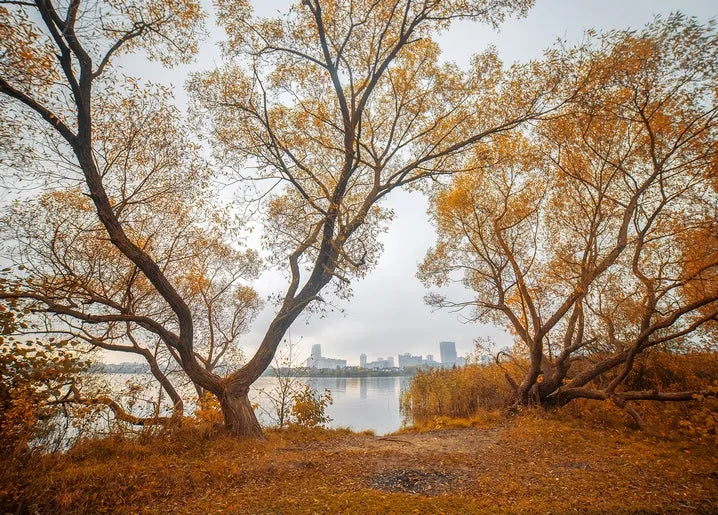 Autumn. The Scent of Cinnamon - Postcard