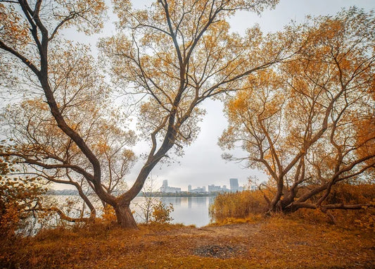 Autumn. The Scent of Cinnamon - Postcard