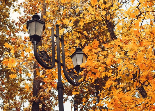 Autumn. The Scent of Cinnamon - Postcard
