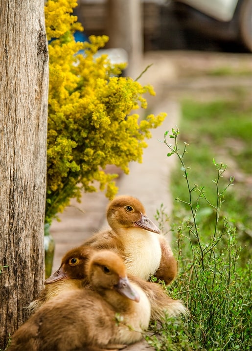 Three fluffy baby ducklings resting by yellow flowers near a wooden post