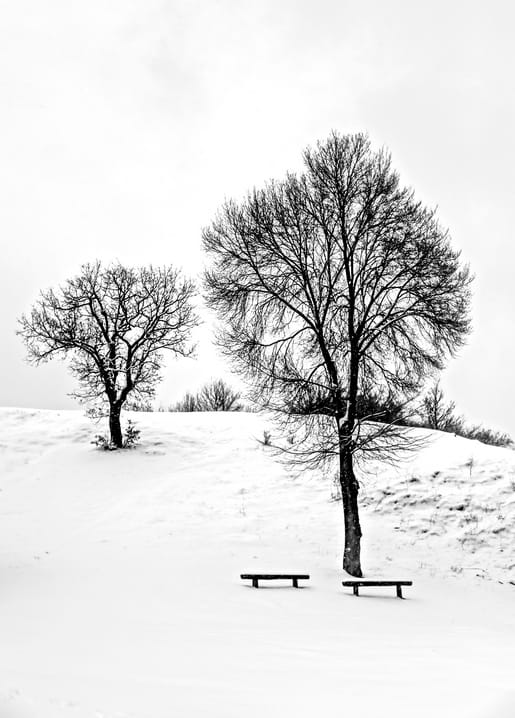 Schwarz-weißes Foto von zwei kahlen Bäumen und Bänken auf einem verschneiten Hügel