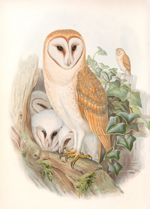 Vintage illustration of a barn owl with two white owlets in a hollow tree, ivy in background