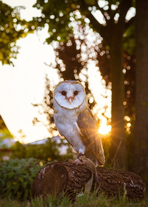 Barn owl perched on a log, backlit by warm sunset light through trees