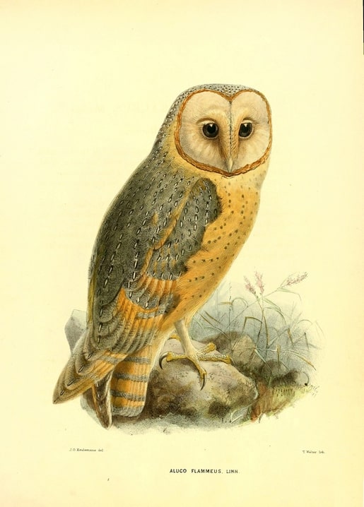 Vintage-Illustration einer Schleiereule auf einem Felsen mit der Bezeichnung „Aluco Flammeus“